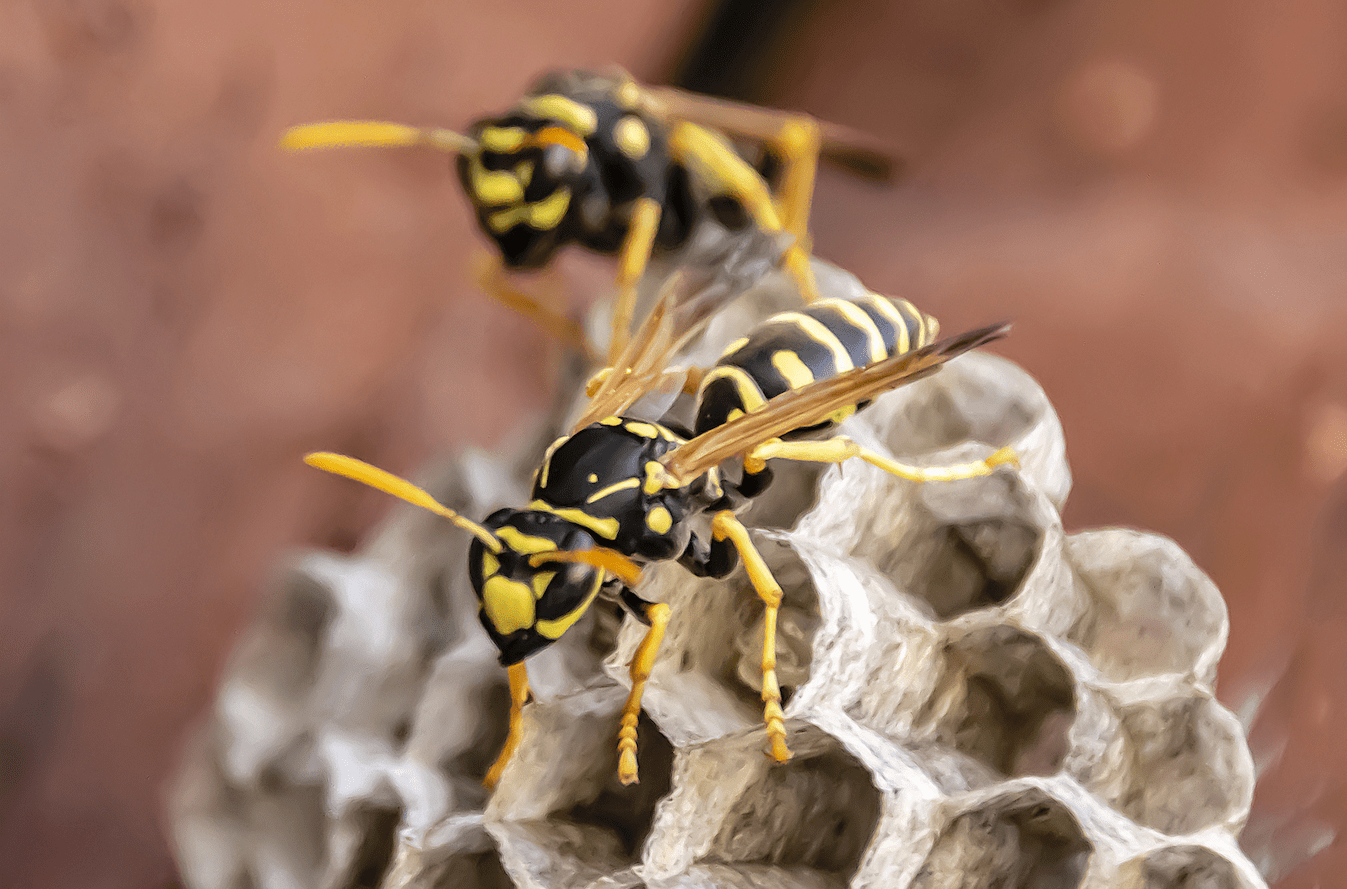 paper-nest wasps